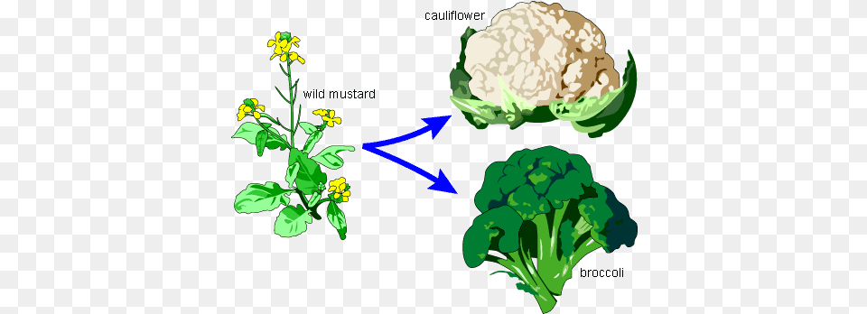 Homology A Bouquet Of Broccoli Wild Mustard, Cauliflower, Food, Plant, Produce Free Png Download