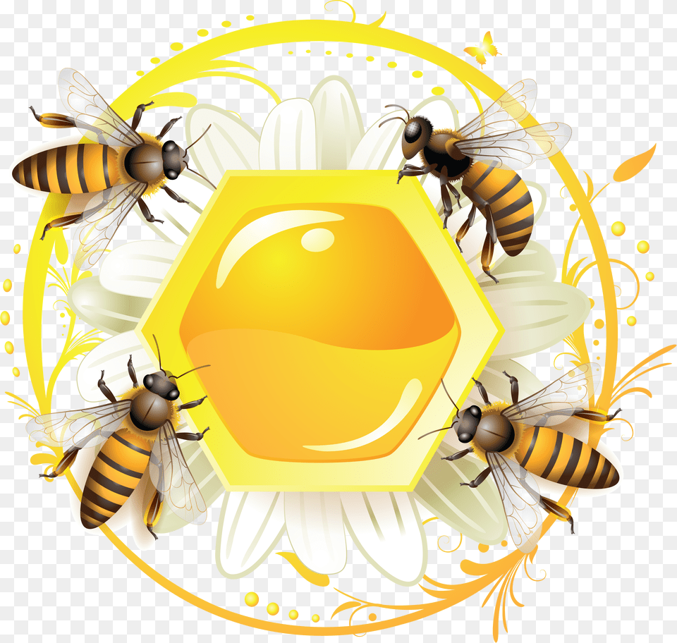 Honey, Animal, Invertebrate, Insect, Honey Bee Free Png Download