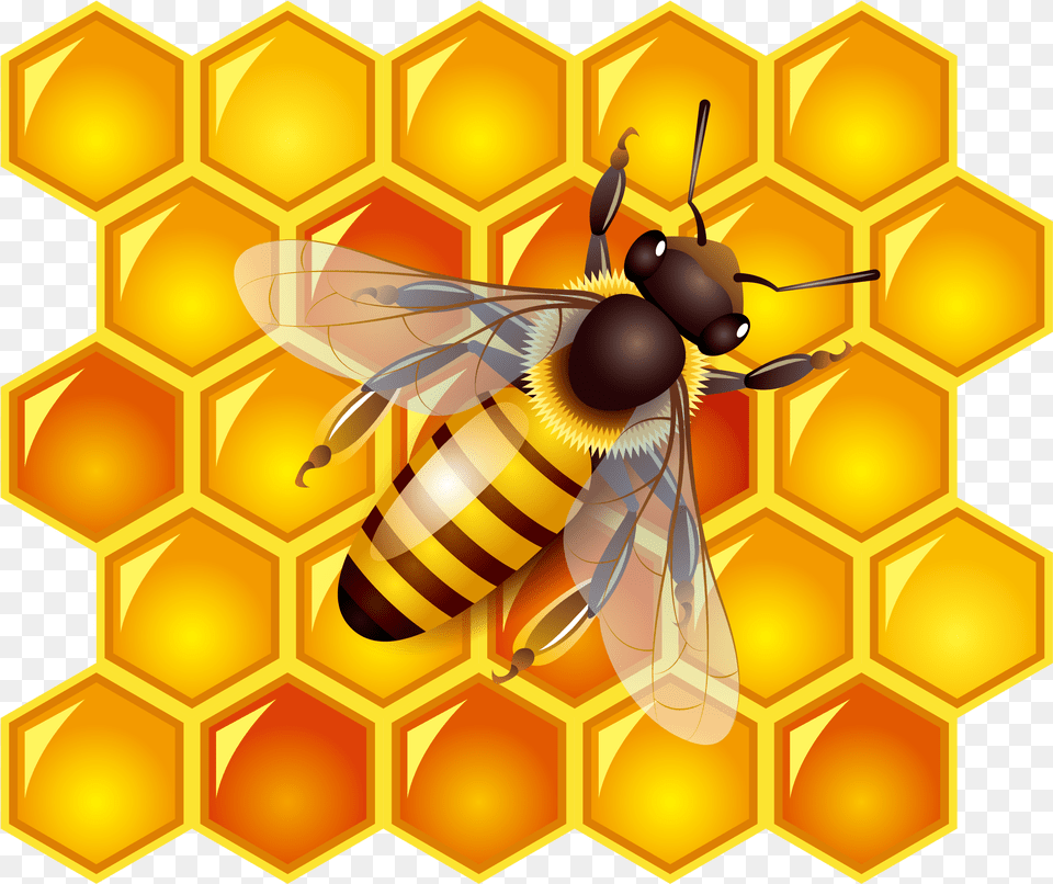 Honey, Animal, Bee, Honey Bee, Insect Free Png