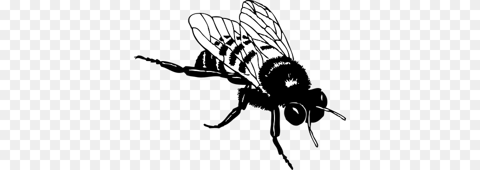 Honey Animal, Bee, Insect, Invertebrate Png