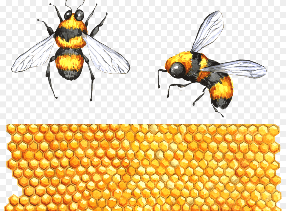 Honey Png Image