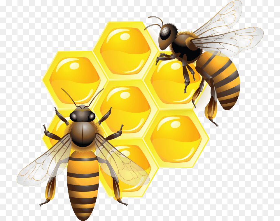 Honey, Animal, Bee, Honey Bee, Insect Png