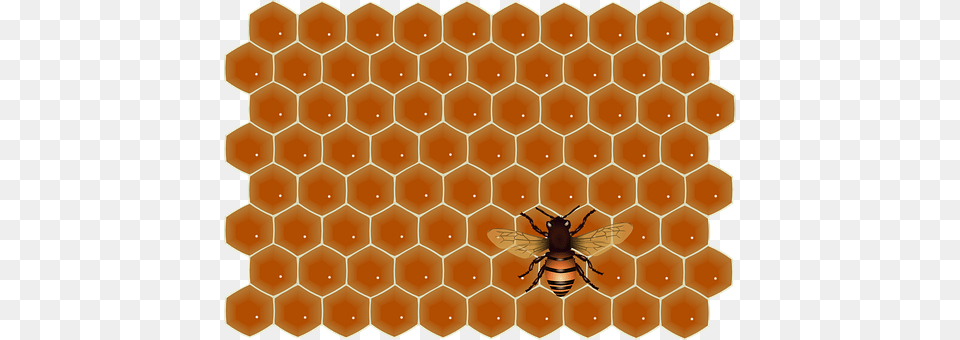 Honey Food, Honeycomb, Invertebrate, Insect Free Png Download