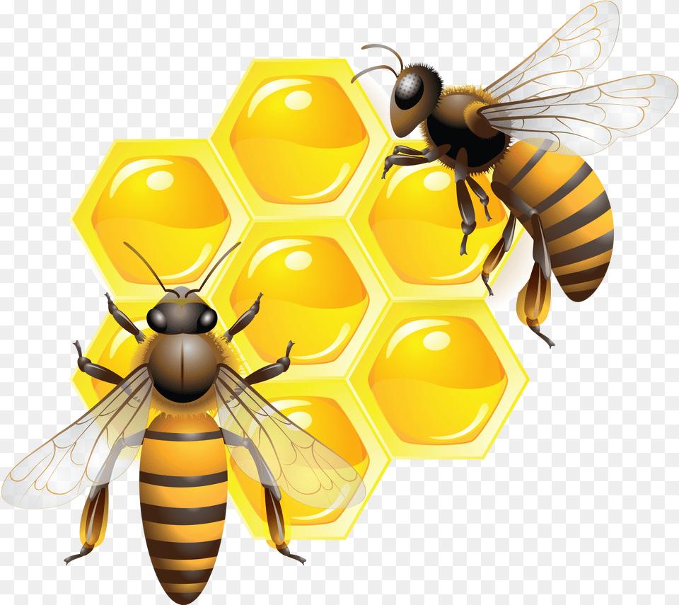 Honey, Animal, Invertebrate, Insect, Honey Bee Free Transparent Png