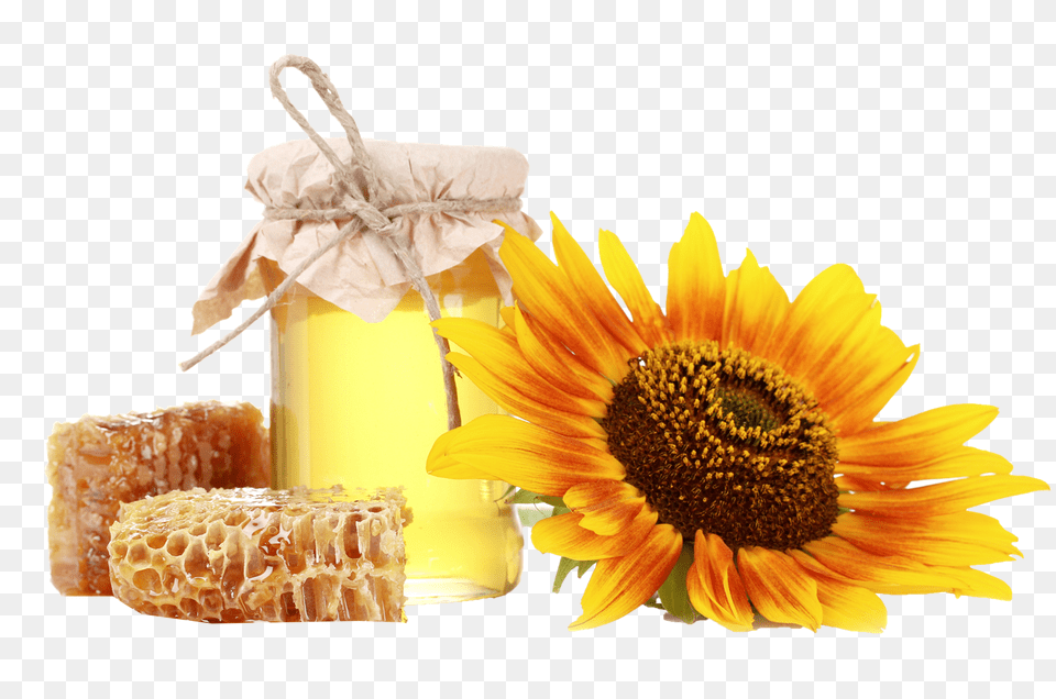 Honey, Food, Flower, Plant, Sunflower Free Transparent Png