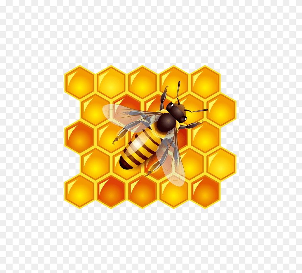 Honey Australian Free Stock Honey Bee Cartoon, Food, Animal, Insect, Invertebrate Png Image