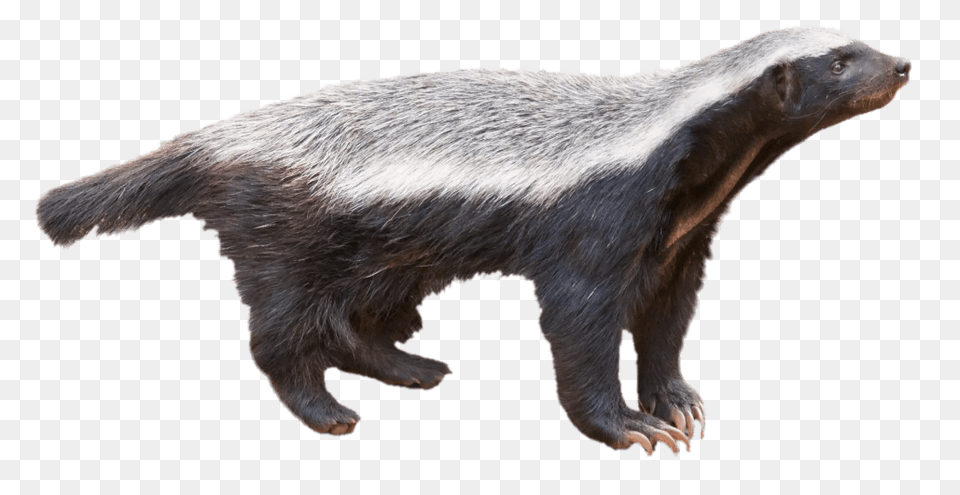 Honey Badger, Animal, Bear, Mammal, Wildlife Free Png Download