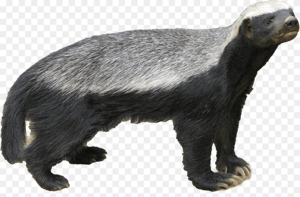 Honey Badger Download Honey Badgers In Spanish, Animal, Mammal, Wildlife, Bear Free Png