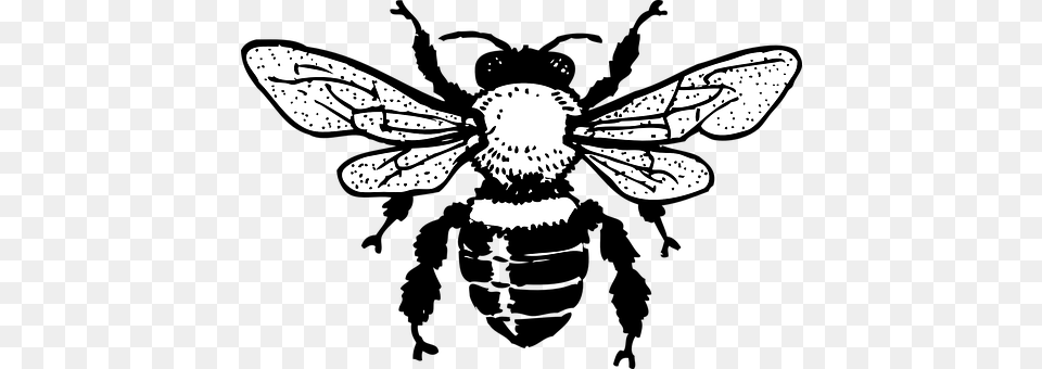 Honey Bee Animal, Invertebrate, Insect, Wasp Png