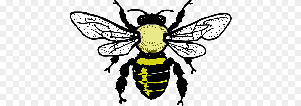 Honey Bee Animal, Insect, Invertebrate, Wasp Png Image