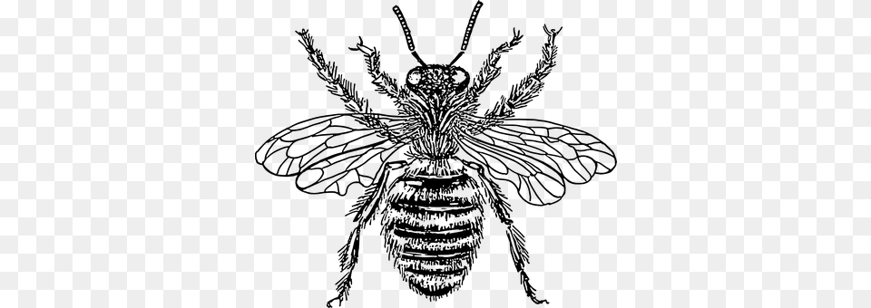 Honey Bee Gray Free Png Download