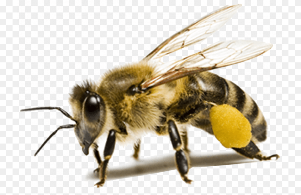 Honey Bee Background, Animal, Honey Bee, Insect, Invertebrate Free Transparent Png