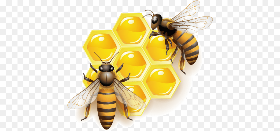 Honey Bee Clip Art Transparent Background Honey Bee Clipart, Animal, Honey Bee, Insect, Invertebrate Png Image