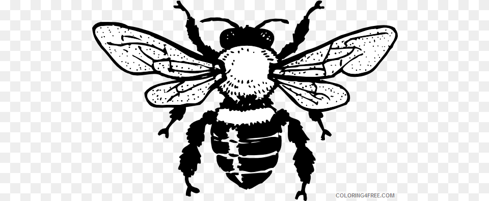 Honey Bee Coloring Pages Queen Hi Printable Bee Clip Art, Animal, Insect, Invertebrate, Wasp Png