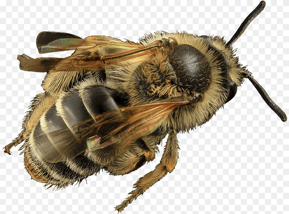 Honey Bee Cut Out Bees, Animal, Apidae, Bumblebee, Insect Free Png