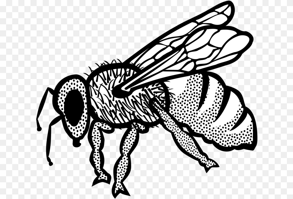 Honey Bee Drawing Visual Arts Line Art Ari, Animal, Invertebrate, Insect, Wasp Png Image