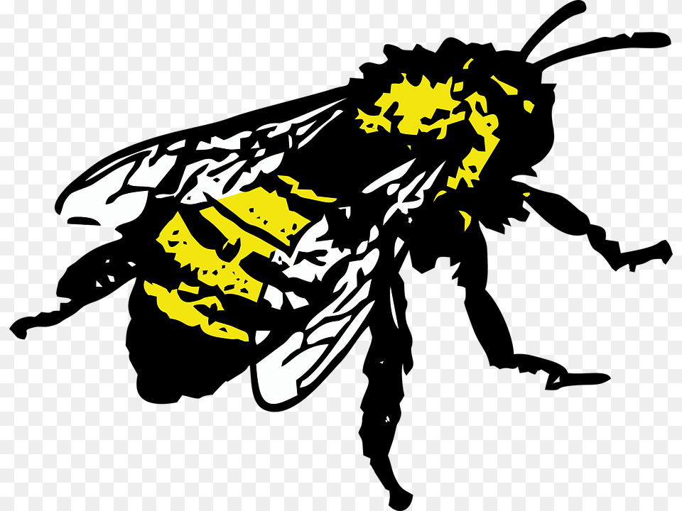 Honey Bee Graphic Bee Graphic, Animal, Insect, Invertebrate, Wasp Free Png