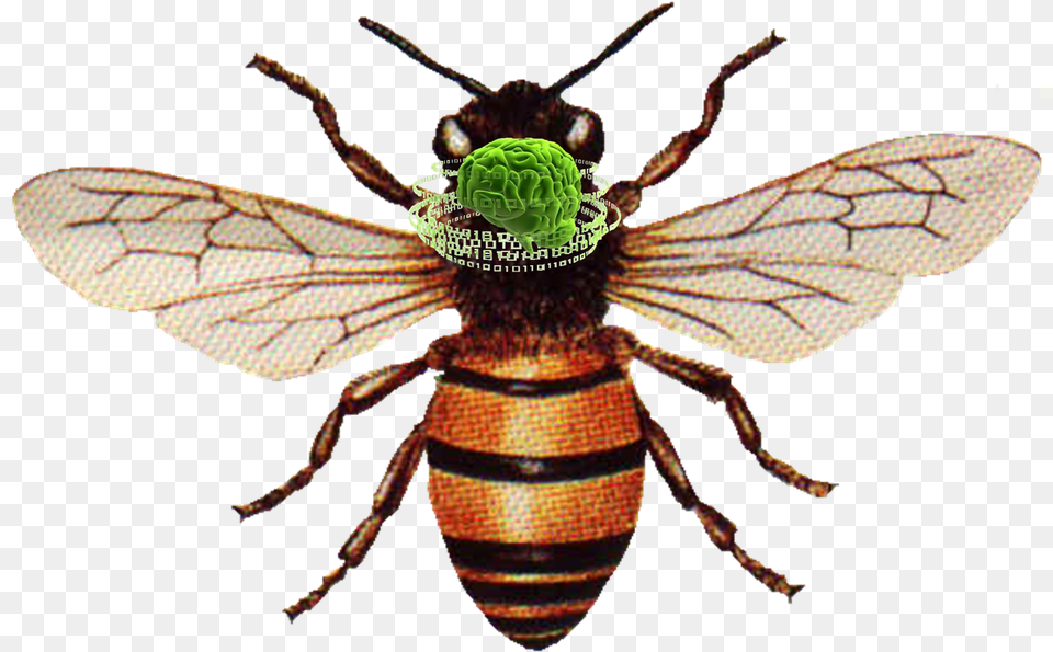 Honey Bee Honey Bee, Animal, Insect, Invertebrate, Wasp Png