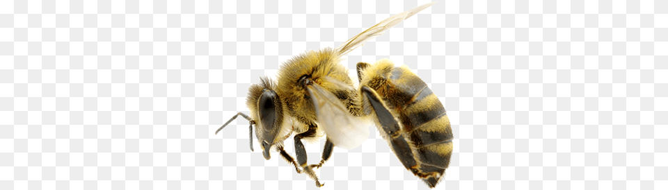 Honey Bee Honey Bee, Animal, Honey Bee, Insect, Invertebrate Png Image