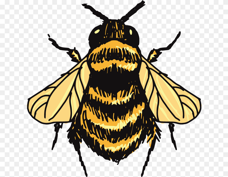 Honey Bee Honey Bee Bee Drawing, Animal, Person, Insect, Invertebrate Png Image