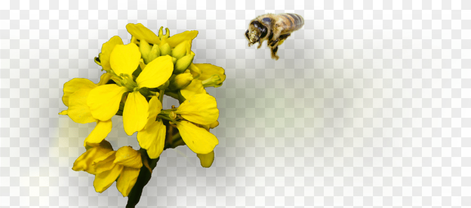 Honey Bee Honeybee, Animal, Apidae, Bumblebee, Honey Bee Png Image