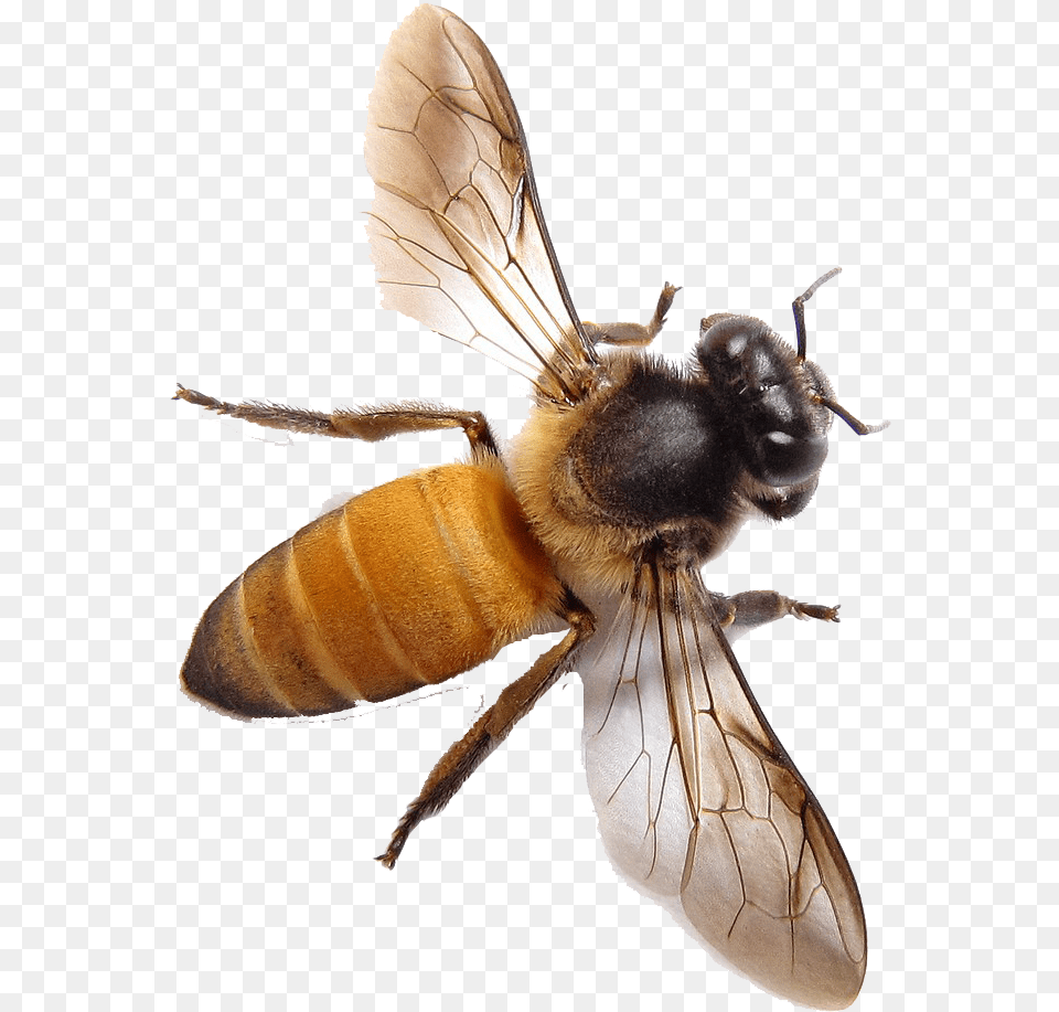 Honey Bee Top View, Animal, Honey Bee, Insect, Invertebrate Free Png Download
