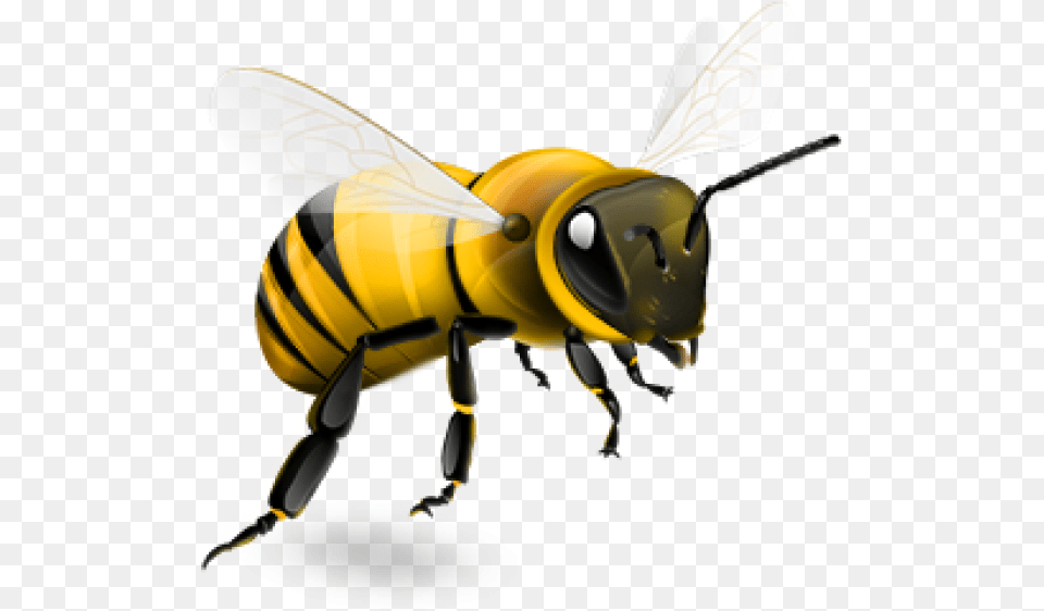 Honey Bee Transparent Background, Animal, Invertebrate, Insect, Honey Bee Png