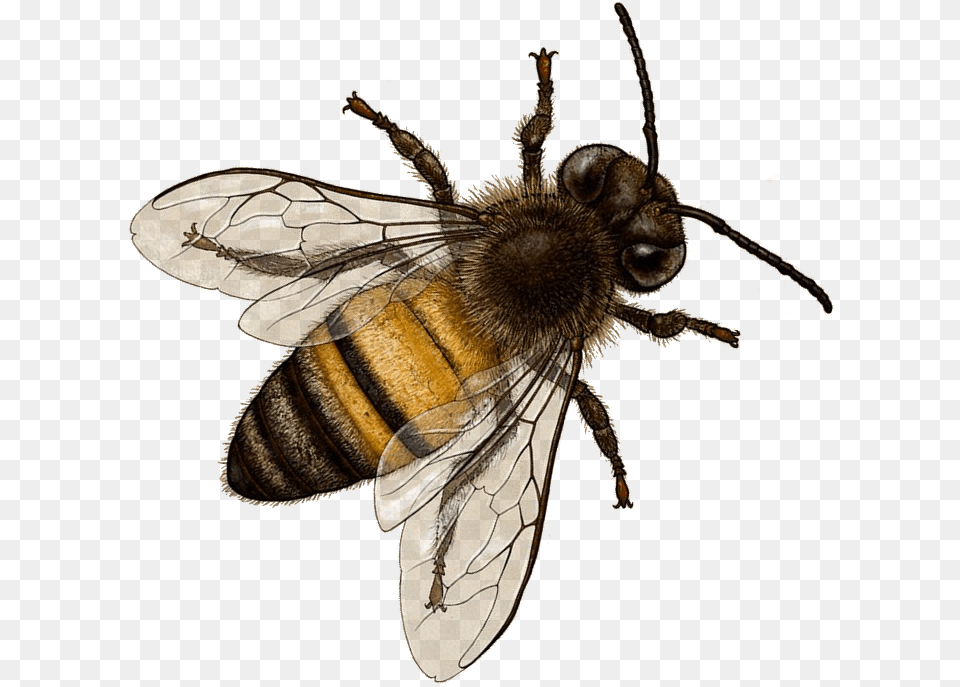 Honey Bee Background Bee, Animal, Apidae, Insect, Invertebrate Free Transparent Png