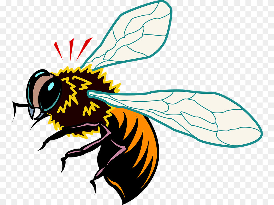 Honey Bee Vector, Insect, Animal, Wasp, Invertebrate Free Png