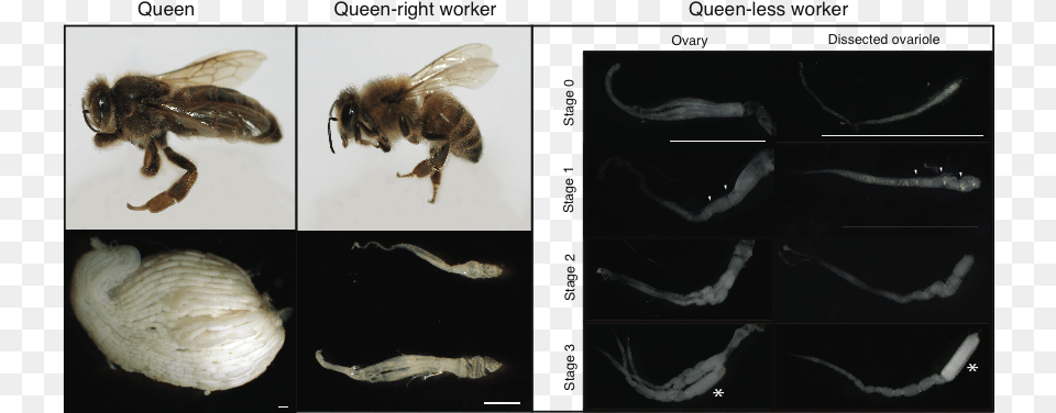 Honey Bee Worker Ovaries, Animal, Apidae, Insect, Invertebrate Free Transparent Png