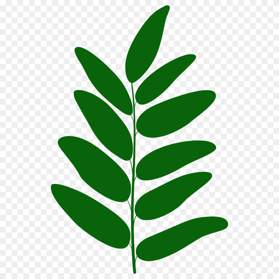 Honey Locust Leaf Silhouette, Green, Herbal, Herbs, Plant Png