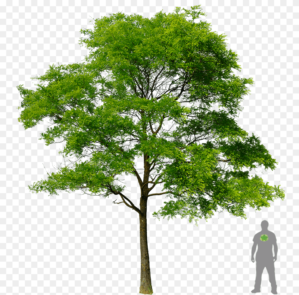 Honey Locust Tree, Tree Trunk, Sycamore, Plant, Oak Free Png Download