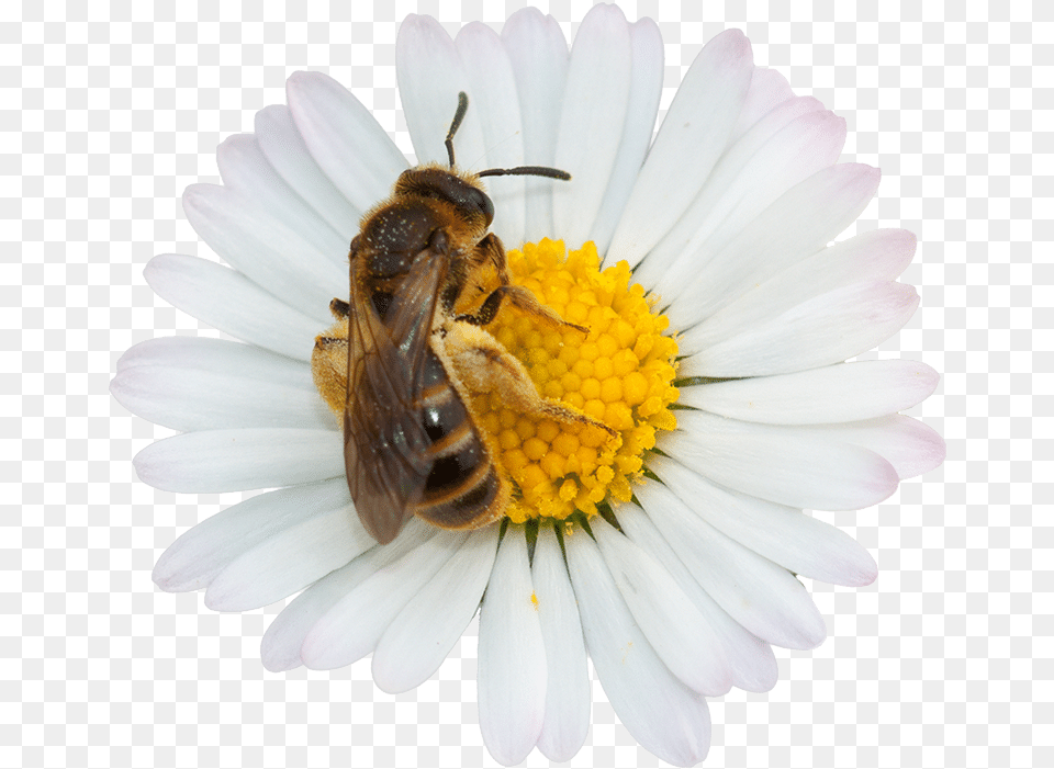 Honey Nut Cheerios Bee Bee On Flower White Background, Animal, Plant, Invertebrate, Insect Free Transparent Png