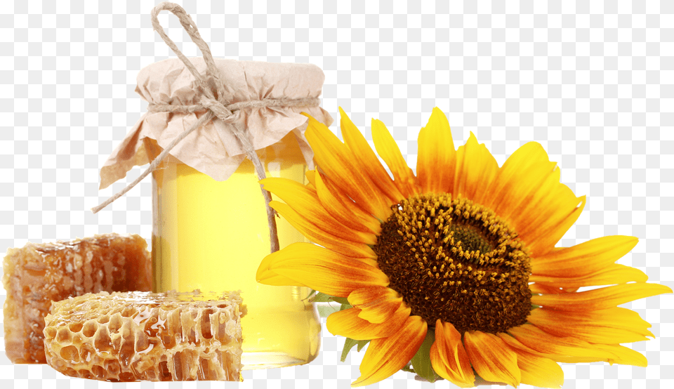 Honey Royalty Play Honey Sunflower, Flower, Plant, Food, Bread Free Png Download