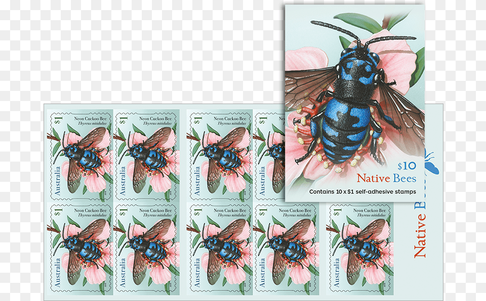 Honeybee, Animal, Bee, Insect, Invertebrate Free Png Download