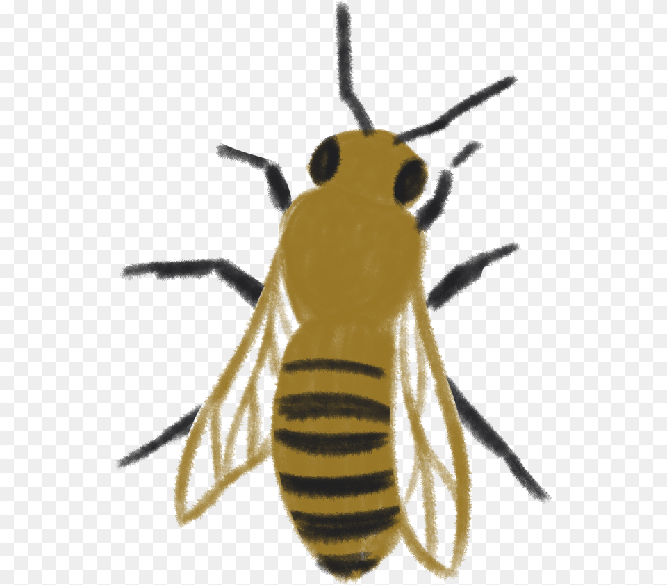 Honeybee, Animal, Invertebrate, Insect, Honey Bee Free Png Download