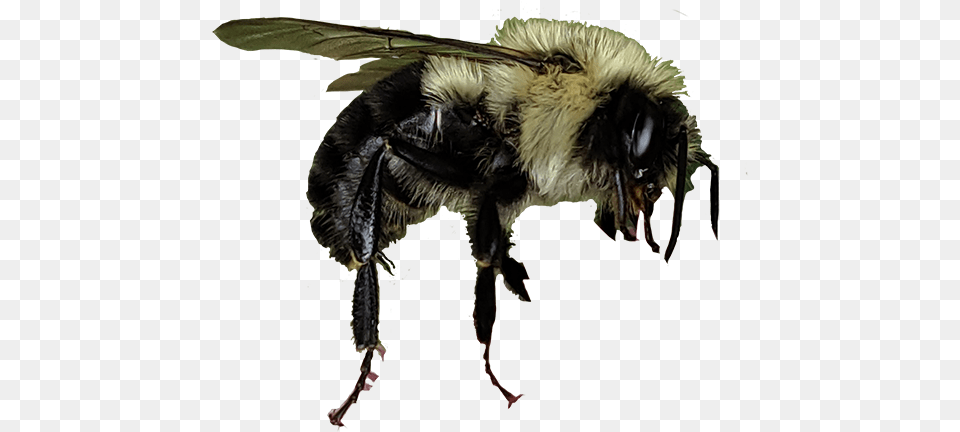 Honeybee, Animal, Apidae, Bee, Bumblebee Free Png