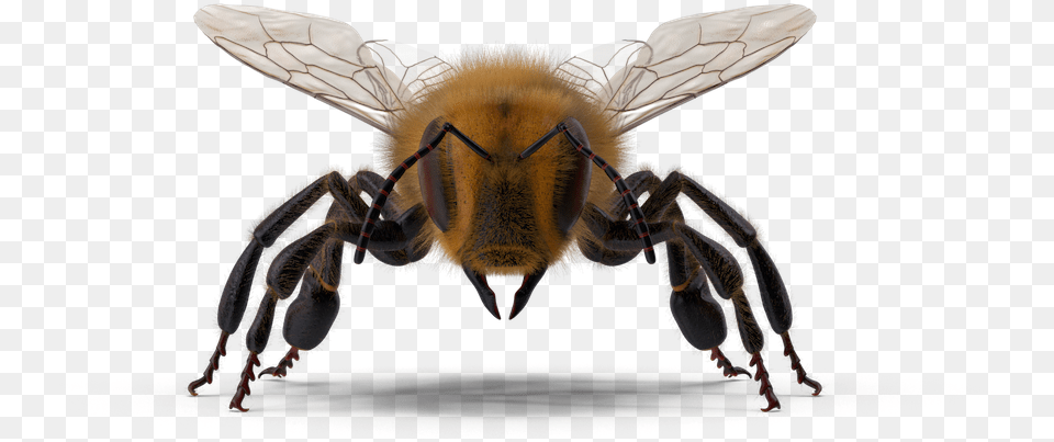 Honeybee, Animal, Apidae, Bee, Bumblebee Free Png Download