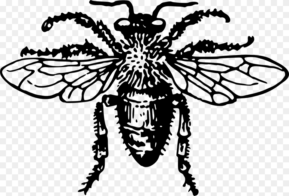 Honeybee, Gray Png