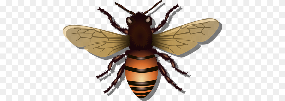 Honeybee Animal, Invertebrate, Insect, Bee Png Image