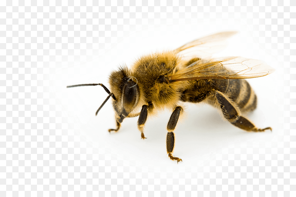 Honeybee Bee, Animal, Honey Bee, Insect, Invertebrate Png Image