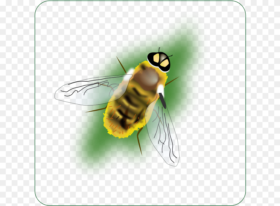 Honeybee Bee Clipart, Animal, Insect, Invertebrate, Wasp Free Transparent Png