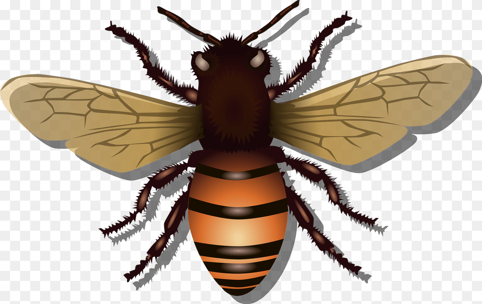 Honeybee Clipart, Animal, Invertebrate, Insect, Honey Bee Free Png
