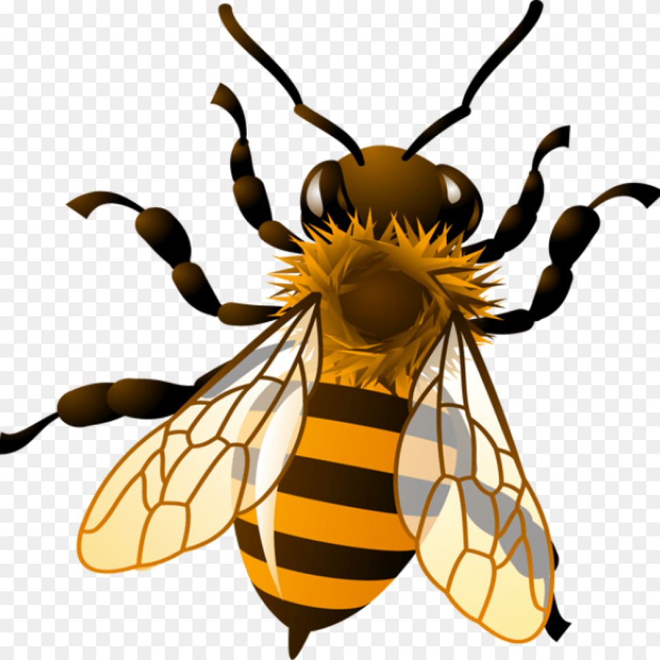 Honeybee Clipart Clipart Download, Animal, Bee, Honey Bee, Insect Png