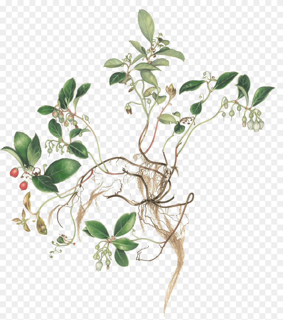 Honeysuckle, Plant, Leaf, Herbs, Potted Plant Free Png