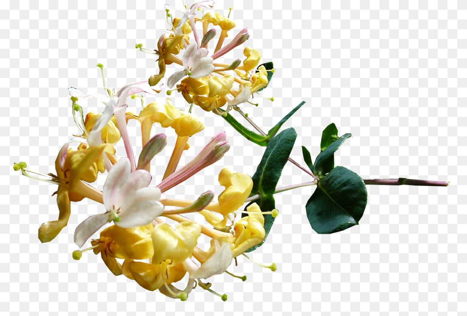 Honeysuckle Flower, Plant, Pollen, Anther Free Png