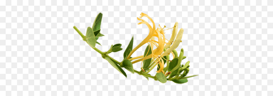 Honeysuckle Branch, Anther, Flower, Plant, Leaf Free Transparent Png