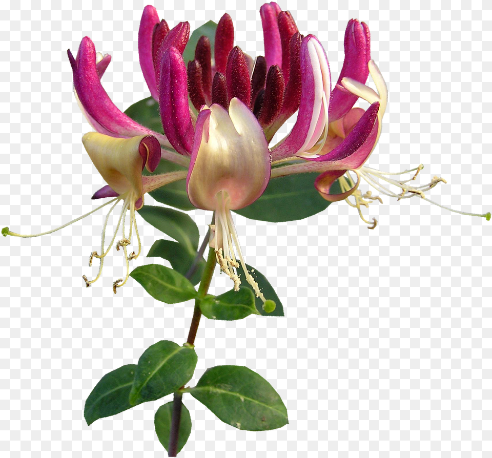 Honeysuckle Flower, Plant, Anther, Pollen, Acanthaceae Png