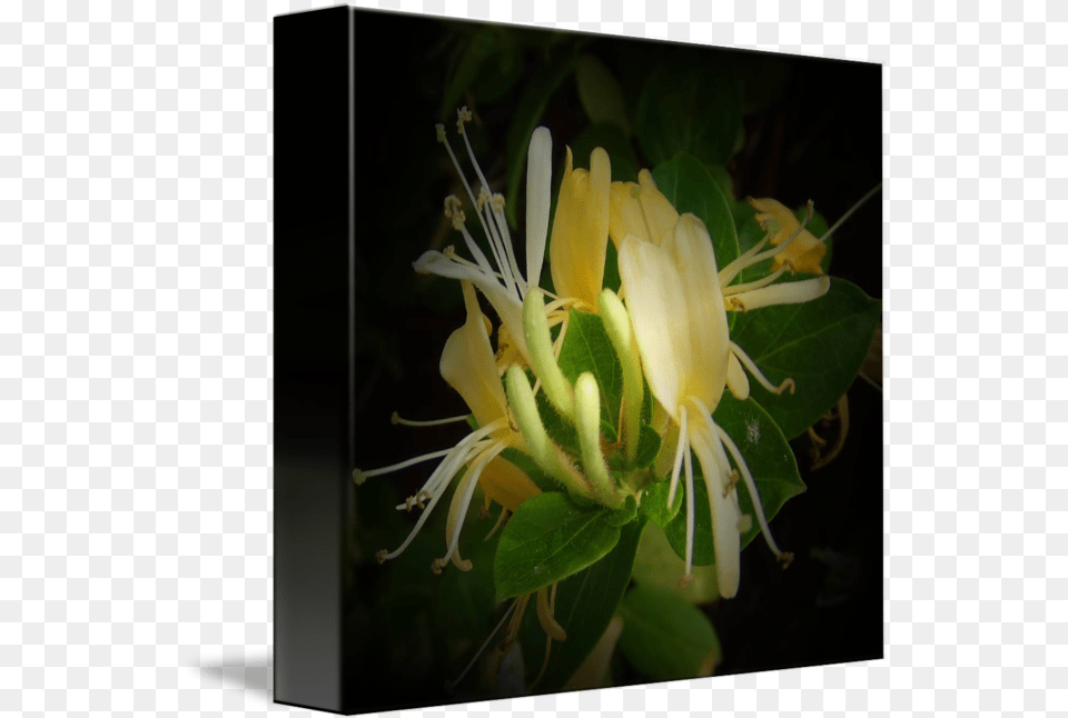 Honeysuckle Flowers And Buds Common Honeysuckle, Plant, Pollen, Flower, Anther Free Png Download