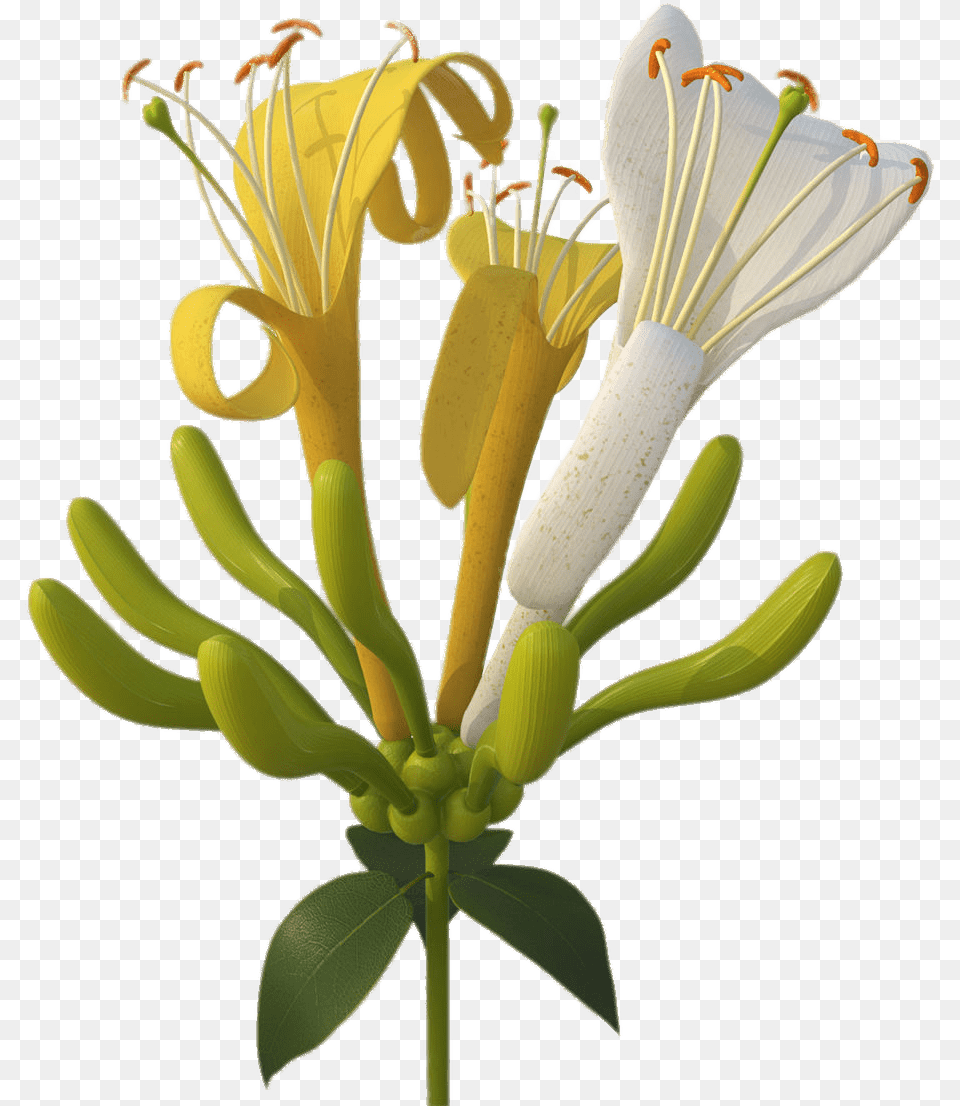 Honeysuckle Flowers Transparent Honeysuckle, Anther, Flower, Plant, Pollen Free Png Download